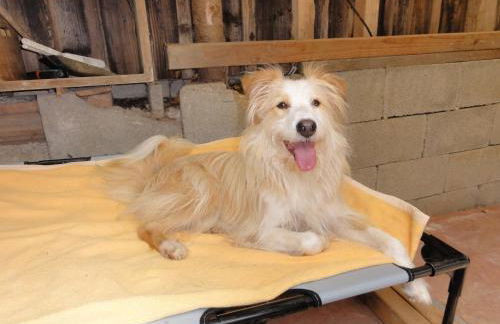 ruhiges Wohnen am Lama und Maine Coon Hof in Alleinlage in Biederbach 3 Zimmer mit Kochgelegenheit Bad - Foto 62