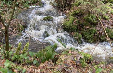 Gittas Paradiesperle - Foto 21