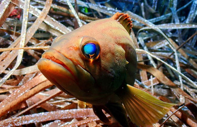 Bautismo de buceo en Puerto Addaya - Foto 11