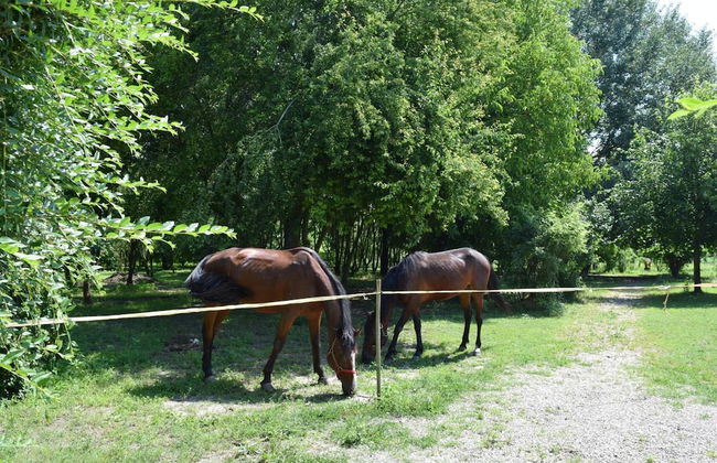 Agriturismo Tre Rondini - Foto 34