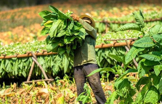 Viñales Valley Private Classic Car Tour - Photo 1