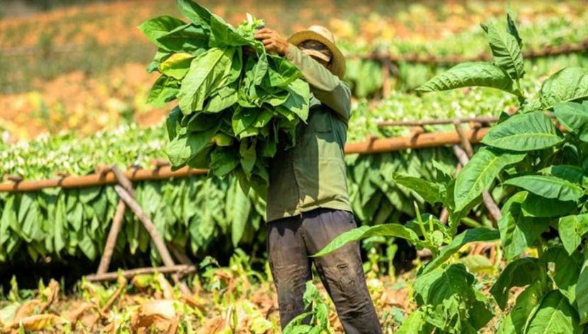 Piantagioni di tabacco