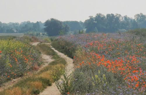 Experience Nature In A Rural Riverside Guesthouse - Foto 21