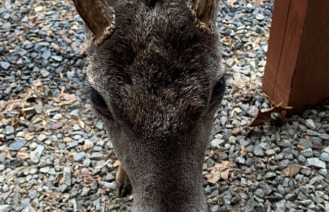 Deer Watch Retreat - Photo 37