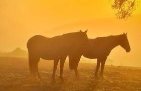 Cabana Alpaca - Banheira, Lareira e Tranquilidade - Foto 29