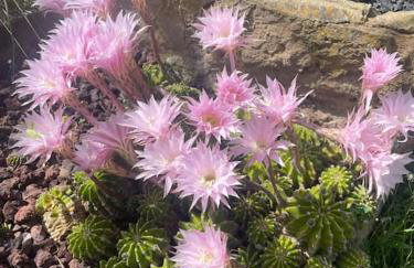 Villa Jardines de Guara - Foto 23