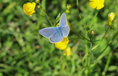 domki na leśnej polanie - Foto 29