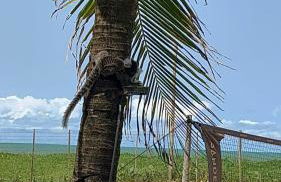 Casa beira mar - Carneiros (30’ de carro) - Photo 35