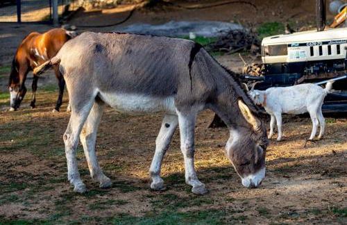 Agriturismo Cascina Trevo - Foto 46