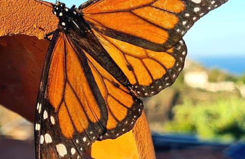 Cachito de Cielo - Foto 22