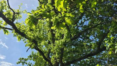 Gîte Ty Rosanès proche de la mer - Foto 5