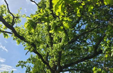 Gîte Ty Rosanès proche de la mer - Foto 5