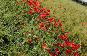 Agriturismo cavallin del papa - Foto 50