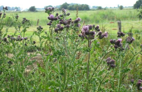 Hof Becker - Weidenblick - Photo 12