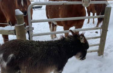 Yahweh Horse Retreat - Photo 29