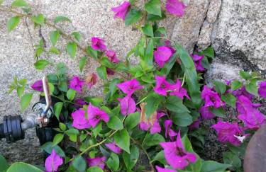 CAMPO DE SOBARBO - Guest House rural - Foto 57