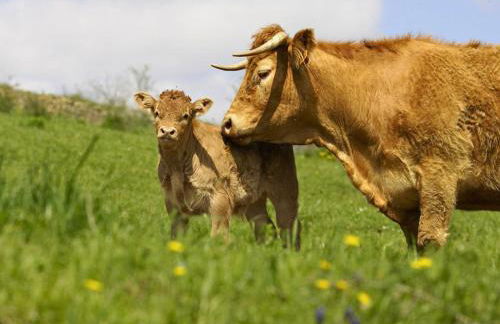 La Maison Bleue, village vacances, piscine, parking - Photo 52