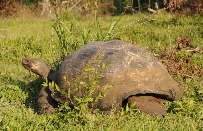 Galapagos and Beyond - Photo 34