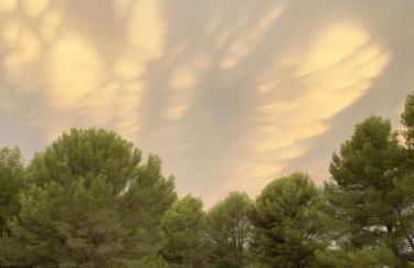 Jardin dans les Pins - Foto 13