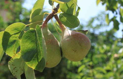 Seaside apartments with a swimming pool Ugljan - 829 - Foto 12