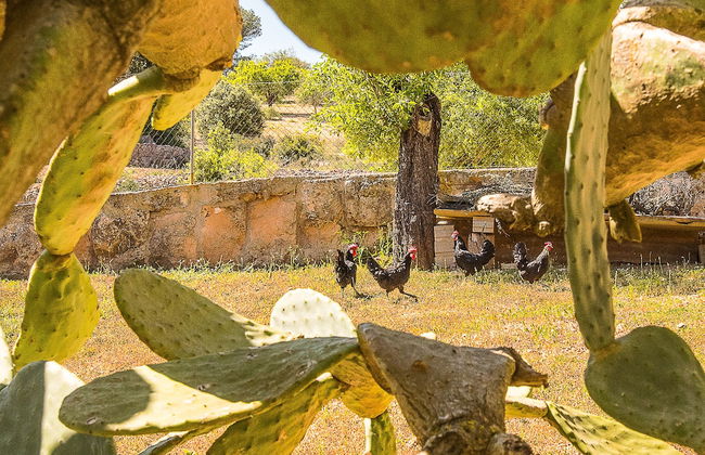 Villa Son Fornes - Foto 50