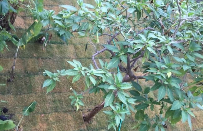 Duru Evleri - Foto 26