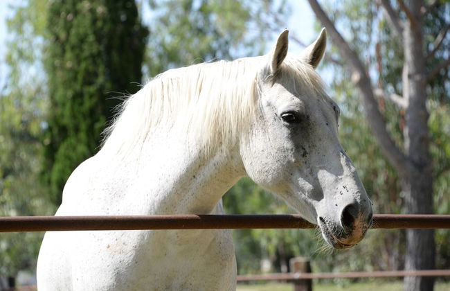 La Principina - Borgo S.Antonio - Borgo S.Giuseppe - Foto 64