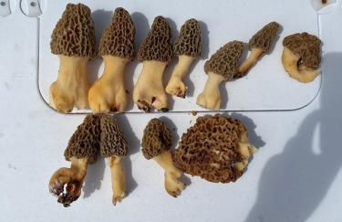 Cozy Cabin - Foto 92