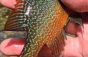 Caddo Cabin on Collier Creek - Foto 41