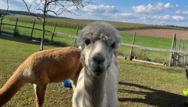 Rottal-AlpakaLodge Zeit zu Zweit im Grünen - Foto 4, Garden