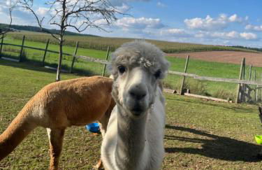 Rottal-AlpakaLodge Zeit zu Zweit im Grünen - Foto 4