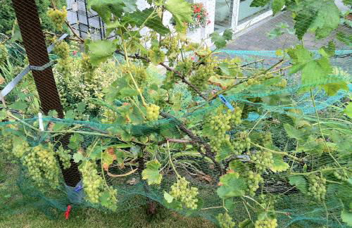 Ferienwohnung Dettum - Foto 80