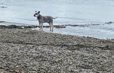 Dart Dream - Foto 35