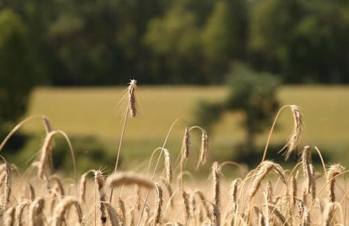 "Dolina szczęścia" Kartkowo - Foto 36