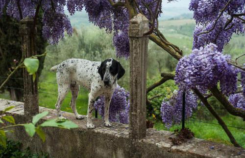 Villa Humbourg - Foto 16