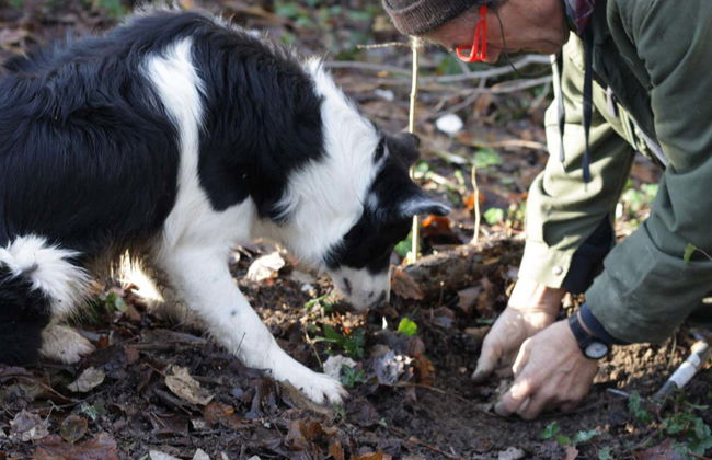 Tour da trufa por Alba - Foto 4