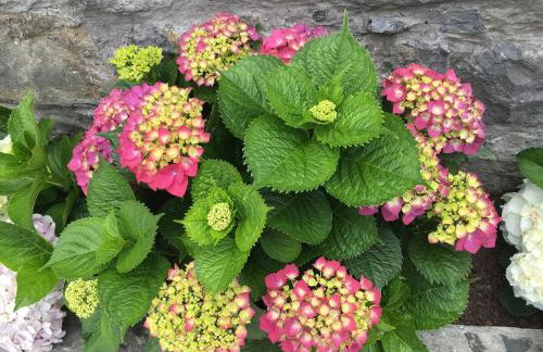 Casa da Rainha Bungallow - Foto 6