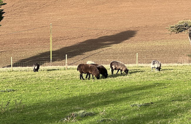 Bike Shed, 1-bed Cottage, Sleeps 2, Pet Friendly - Photo 7