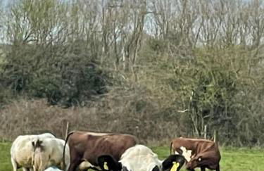 The Coach House at Wenvoe Manor, Cardiff - Photo 52
