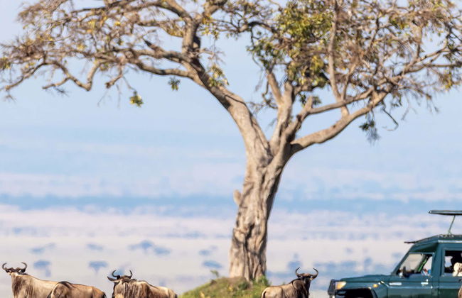 Safari de 3 días por Masái Mara - Foto 11