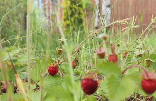 Brzozowe Ostrowie - Foto 10