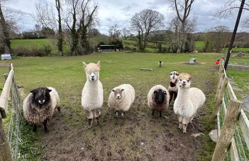 Dwylig Isa Holiday Cottages - Photo 67