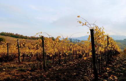 Agriturismo San Gregorio - Foto 46