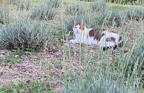Casa Vacanze Podere San Giusto Volterra - Foto 36