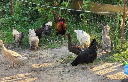 La petite ferme de Fine - Photo 16