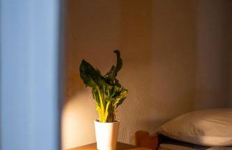 Casa Pinheiro - Foto 12