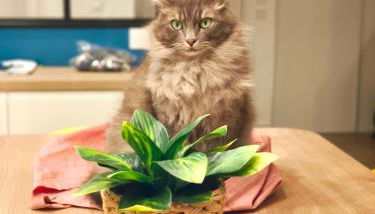 Havre de paix à Nice Cimiez -T4 en rez-de-jardin - Foto 3