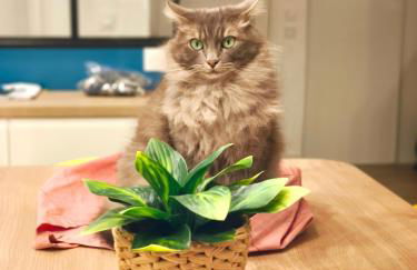 Havre de paix à Nice Cimiez -T4 en rez-de-jardin - Foto 3