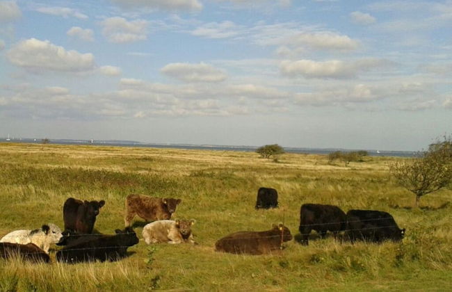 Huus Schippe "stockholm" - Foto 15