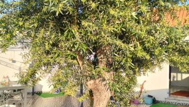 Casa Alentejana - Foto 3, Garden